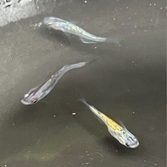 🌸ラメミックス10匹セット🌸の画像