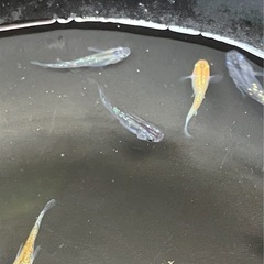 🌸ラメミックス10匹セット🌸の画像