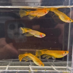 青蝶メダカ 卵約14個   イカヅチメダカ 卵約37個 ★孵化始まってます★の画像