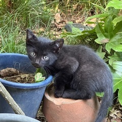 子猫差し上げます。