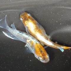 目高【メダカ】鏡花菊　若魚10匹の画像
