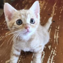 仔猫 2匹の姉妹 