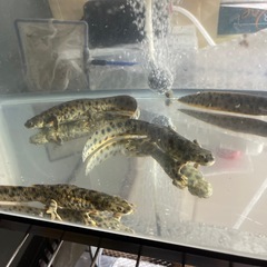 イベリアトゲイモリの画像