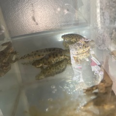 イベリアトゲイモリの画像