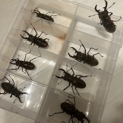ミヤマクワガタの画像