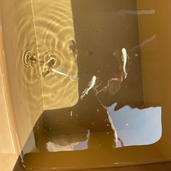 メダカの画像