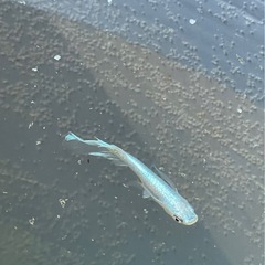 メダカの画像