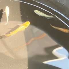 🌸カラフルメダカ15匹セット🌸の画像