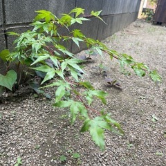 もみじの苗の画像