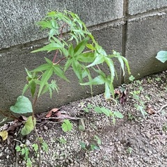 もみじの苗の画像
