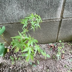 もみじの苗の画像