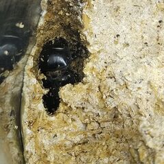 ドルクスヤクシャ ♀31㎜単品の画像