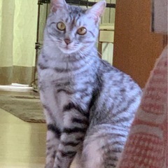 【可愛がってくださる方に】サバトラ・キジトラ女の子（キジトラ里親...