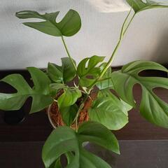【観葉植物】ヒメモンステラの画像