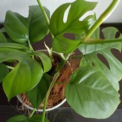 【観葉植物】ヒメモンステラの画像