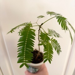 エバーフレッシュ（実生）観葉植物の画像