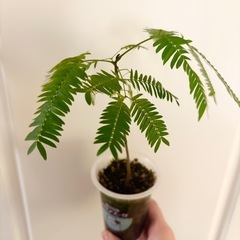 エバーフレッシュ（実生）観葉植物の画像