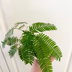 エバーフレッシュ（実生）観葉植物の画像
