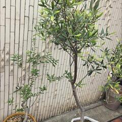 【決定】オリーブの木 小 120cm の画像