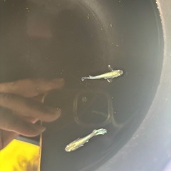 めだか　エメキン　タイプGの画像
