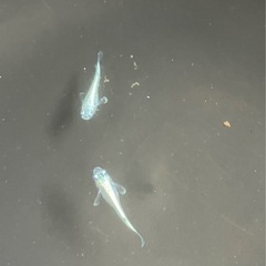 🌸ネプチューンシルバータイプ若魚６匹セット🌸の画像
