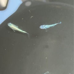 🌸ネプチューンシルバータイプ若魚６匹セット🌸の画像