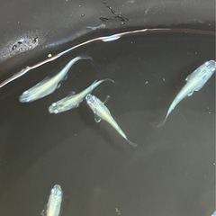 🌸ネプチューンシルバータイプ若魚６匹セット🌸の画像