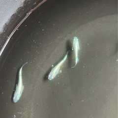 🌸ネプチューンシルバータイプ若魚６匹セット🌸の画像