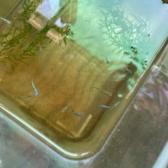 メダカの稚魚の画像