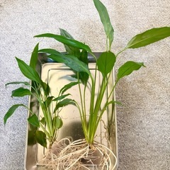 スパティフィラム　植物　2本の画像