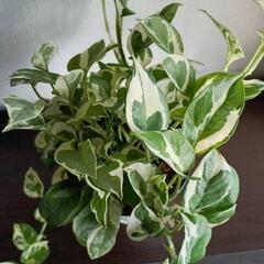【観葉植物】エンジョイポトスの画像