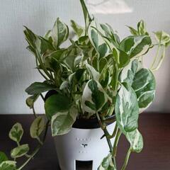 【観葉植物】エンジョイポトスの画像