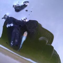 めだかネプチューン系掛け合わせ20匹の画像