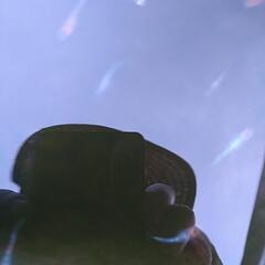 めだかネプチューン系掛け合わせ20匹の画像