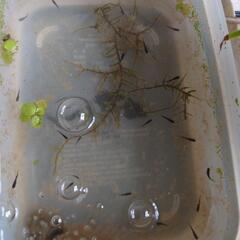 サタンメダカ（オロチヒレ長）幼魚の画像