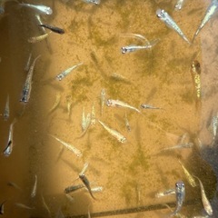 メダカミックス　当歳魚の画像