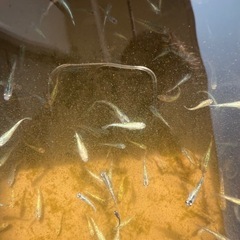 メダカミックス　当歳魚の画像