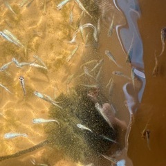 メダカミックス　当歳魚の画像
