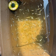 メダカミックス　当歳魚の画像