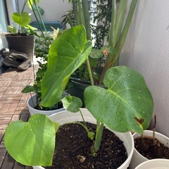 モンステラ
の画像