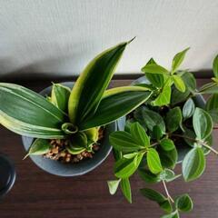 【観葉植物】ペペロミア・サンスベリア　2個セットの画像