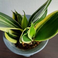 【観葉植物】ペペロミア・サンスベリア　2個セットの画像
