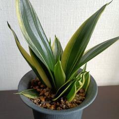 【観葉植物】ペペロミア・サンスベリア　2個セットの画像