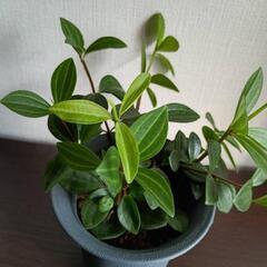 【観葉植物】ペペロミア・サンスベリア　2個セットの画像