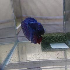 熱帯魚 ベタ オスの画像