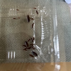 観察用、生き餌に。の画像