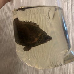 無料！大切に飼育して下さる方！早急なお取り引き希望　熱帯魚３匹　パッキング済　サタノペルカダエモン　紅白パロット　レオパードクテノポマの画像