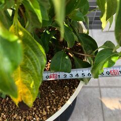コンロンカ　ハンカチの木　大型鉢　受け皿なし(屋外展示品)の画像
