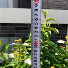 コンロンカ　ハンカチの木　大型鉢　受け皿なし(屋外展示品)の画像