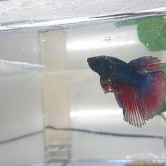 熱帯魚 ベタ オスの画像